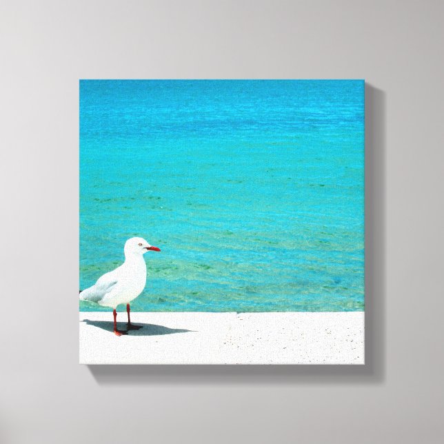 Sea Gull | Nutgrove Beach, Sandy Bay Tasmania Canvas Print (Front)