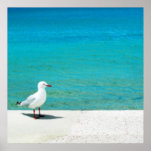 Sea Gull Nutgrove Beach, Sandy Bay Tasmania Poster
