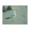 Sea Gull / Postcard
