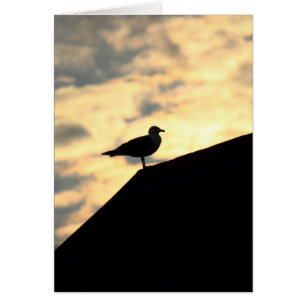Sea Gull Sunset
