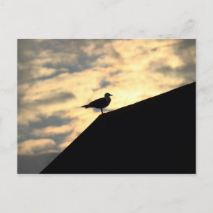 Sea Gull Sunset Postcard