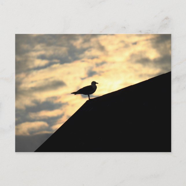 Sea Gull Sunset Postcard (Front)
