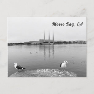 Sea Gulls in Morro Bay California Postcard