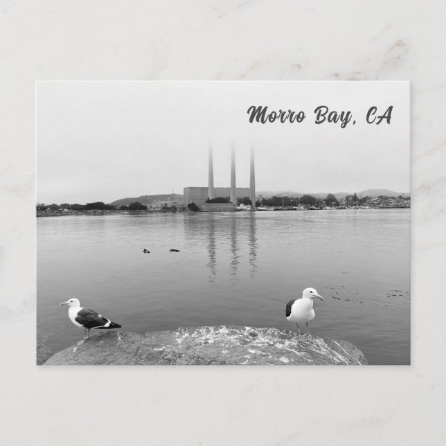 Sea Gulls in Morro Bay California Postcard (Front)