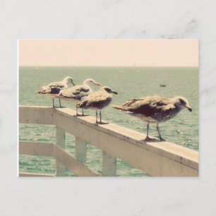 Sea Gulls Postcard