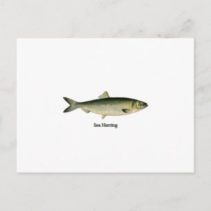 Sea Herring Postcard