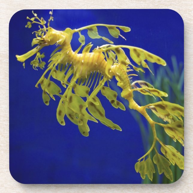Sea horse coaster (Front)