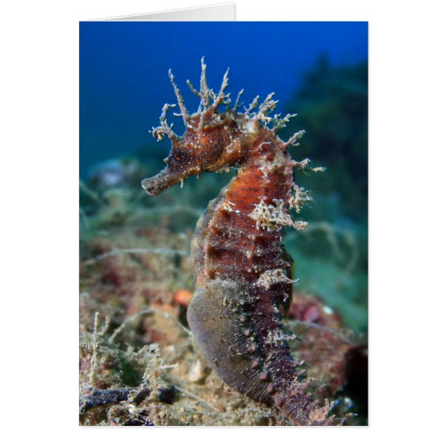 Sea Horse | Hippocampus Ramulosus (Front)