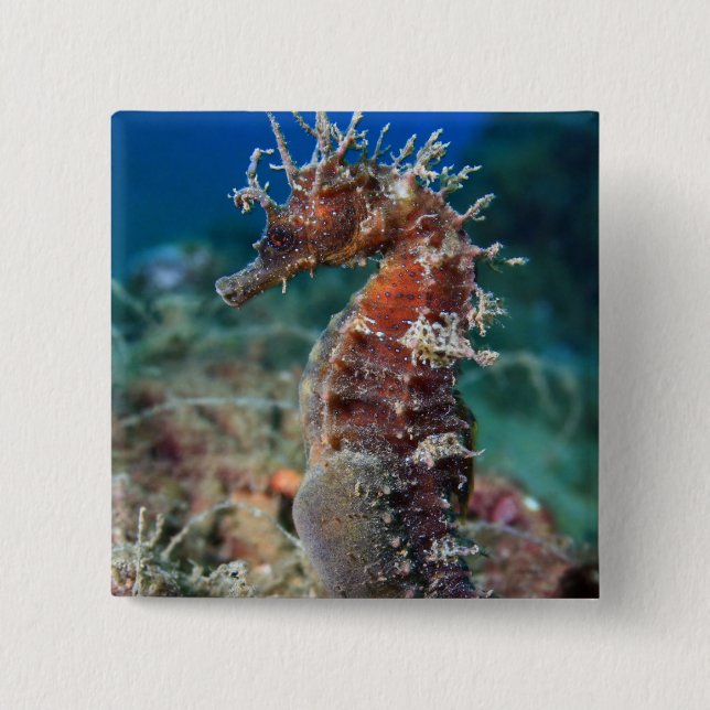 Sea Horse | Hippocampus Ramulosus 2 Inch Square Button (Front)