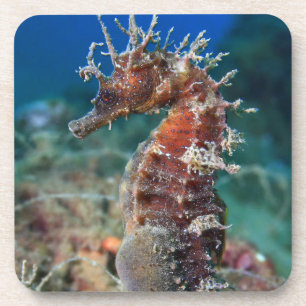 Sea Horse Hippocampus Ramulosus Coaster