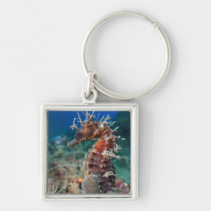 Sea Horse Hippocampus Ramulosus Keychain