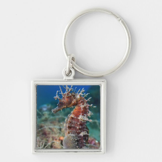 Sea Horse | Hippocampus Ramulosus Keychain (Front)