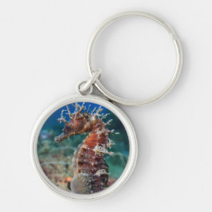 Sea Horse   Hippocampus Ramulosus Keychain