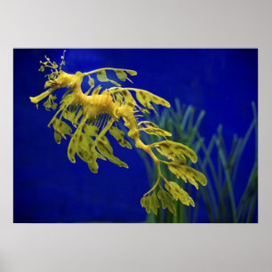 Sea horse poster