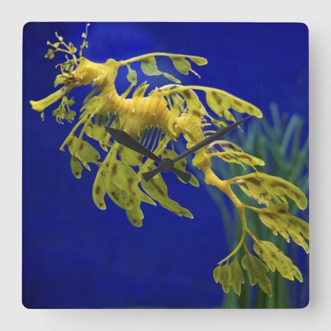 Sea horse square wall clock (Front)