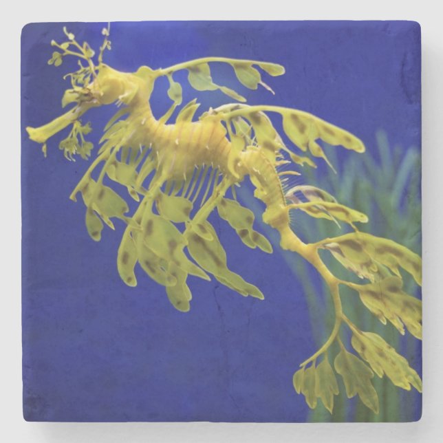 Sea horse stone coaster (Front)