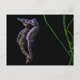 Sea Horses (Seahorses) Postcard