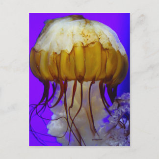 Sea Jellies Postcard