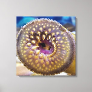 Sea Lamprey Mouth Poster Canvas Print