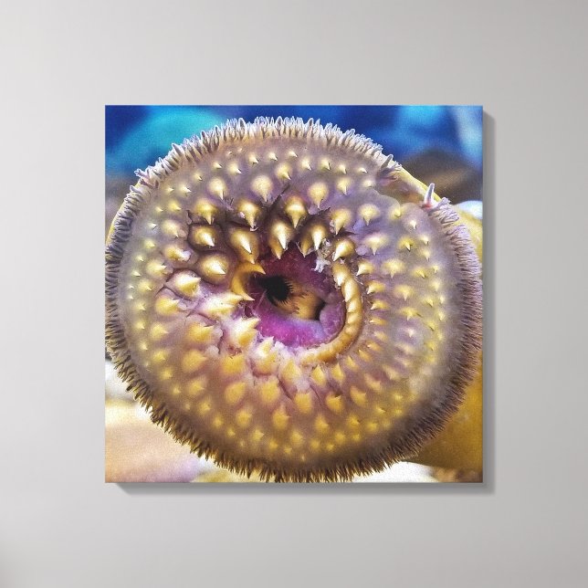 Sea Lamprey Mouth  Poster Canvas Print (Front)