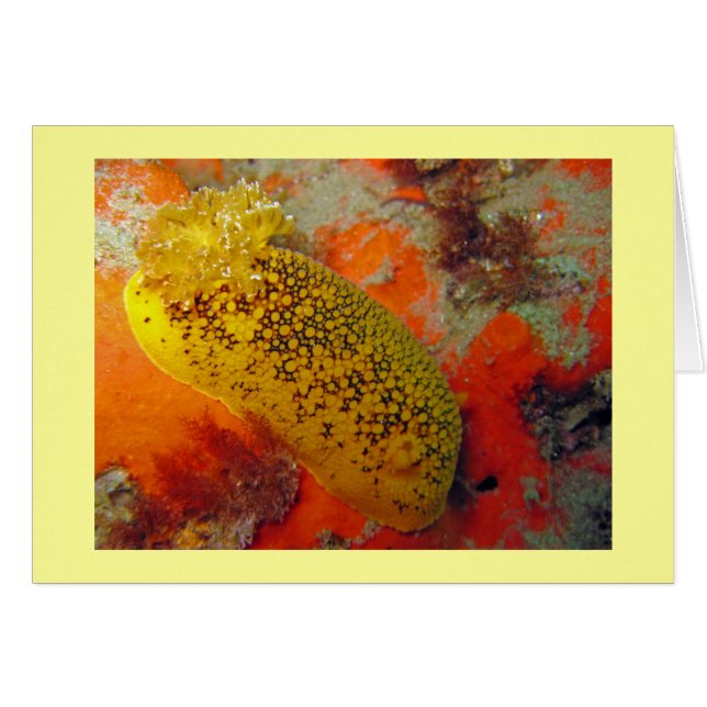 Sea Lemon (Front Horizontal)