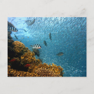 sea life postcard