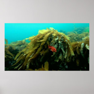 Sea life poster