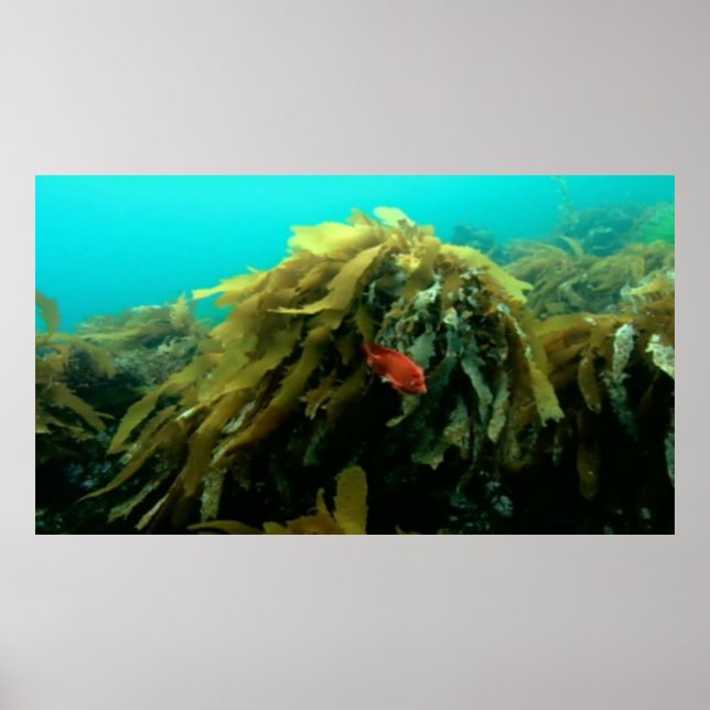 Sea life poster (Front)