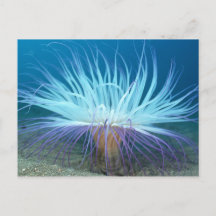 Sea Life Sea Anemone Postcard