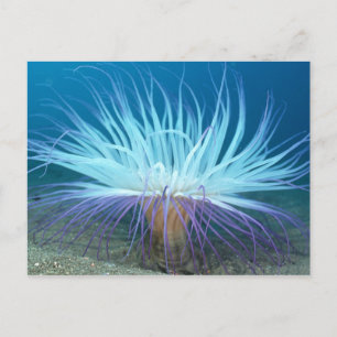 Sea Life Sea Anemone Postcard