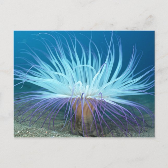 Sea Life Sea Anemone Postcard (Front)