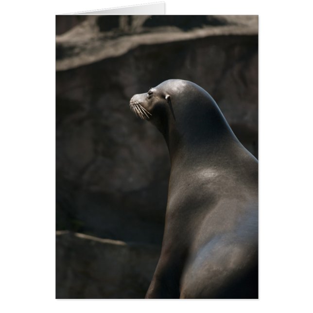 Sea Lion (Front)