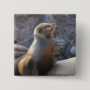 Sea Lion 2 Inch Square Button