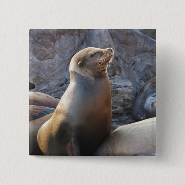 Sea Lion 2 Inch Square Button (Front)