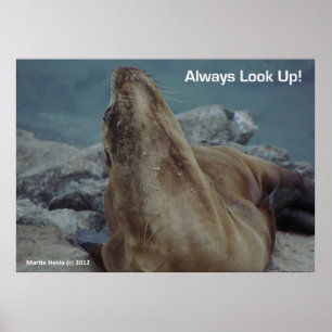 Sea Lion - Always Look Up! - Poster