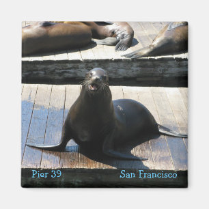 Sea Lion at Pier 39 in San Francisco Magnet