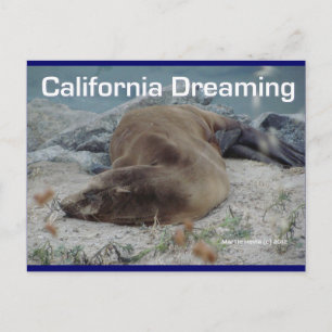 Sea Lion - California Dream - Carte postale