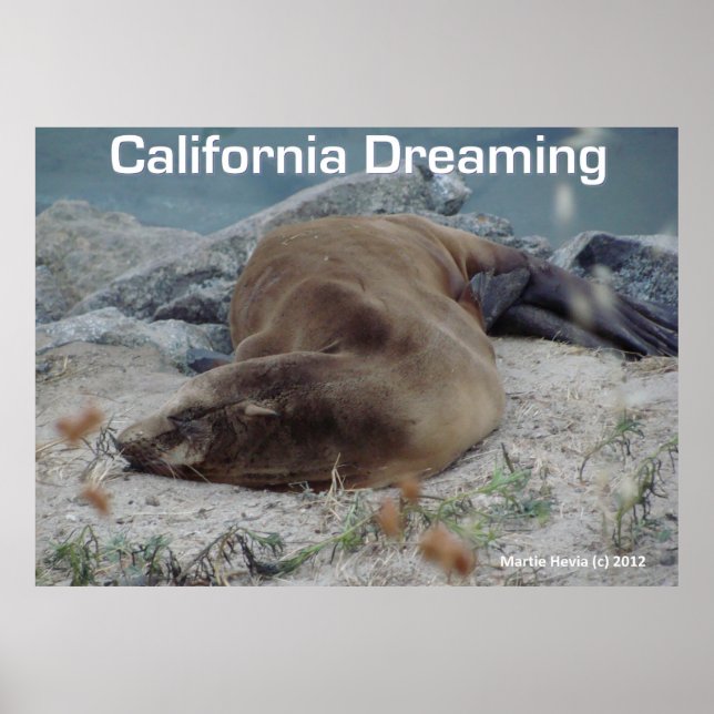 Sea Lion - California Dream - Poster (Devant)
