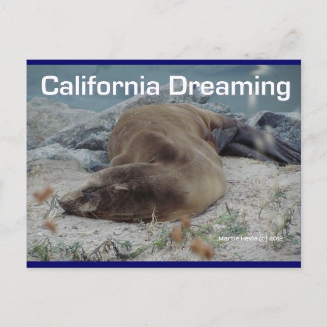 Sea Lion - California Dreaming - Postcard (Front)