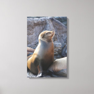 Sea Lion Canvas Print