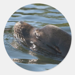 Sea Lion Classic Round Sticker