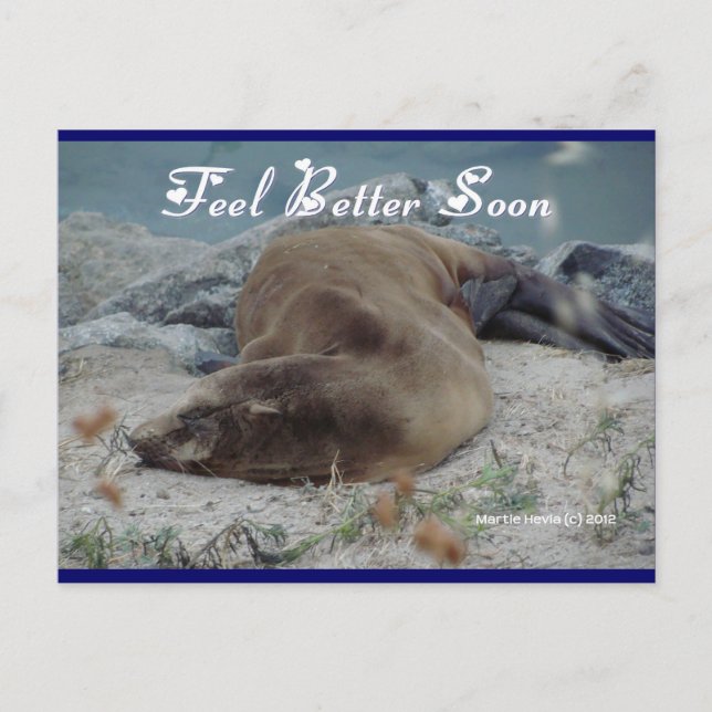 Sea Lion - Feel Better Soon - Postcard (Front)