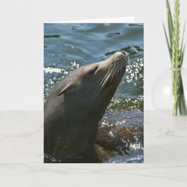 Sea Lion Greeting Card (Front)