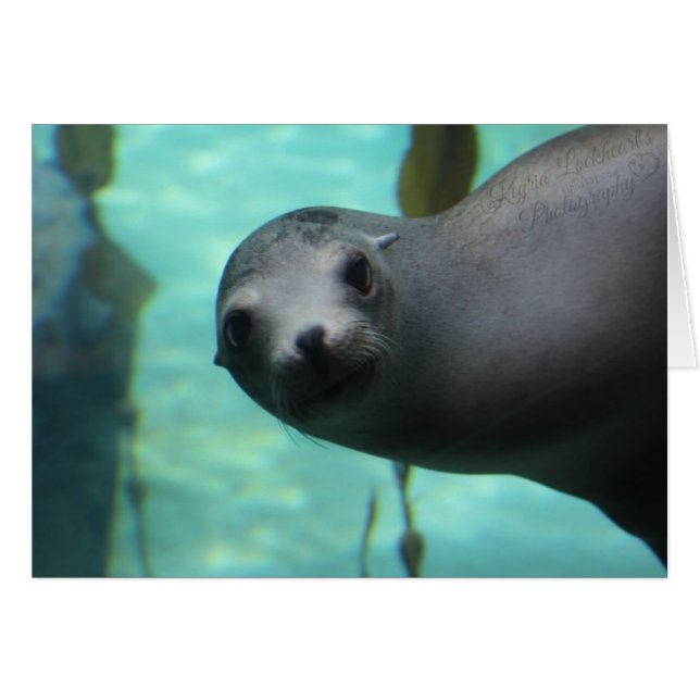 Sea lion Hi (Front Horizontal)