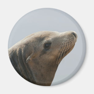 Sea Lion Magnet