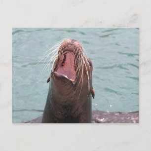 Sea Lion Mouth Open Postcard