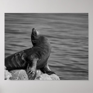 Sea Lion Perched on Rocks - Wildlife Photography Poster