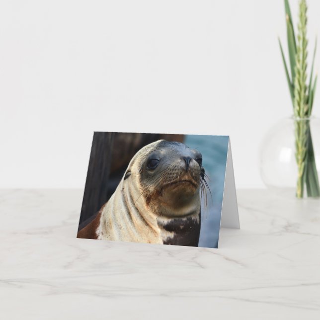 Sea Lion Portrait Card (Front)
