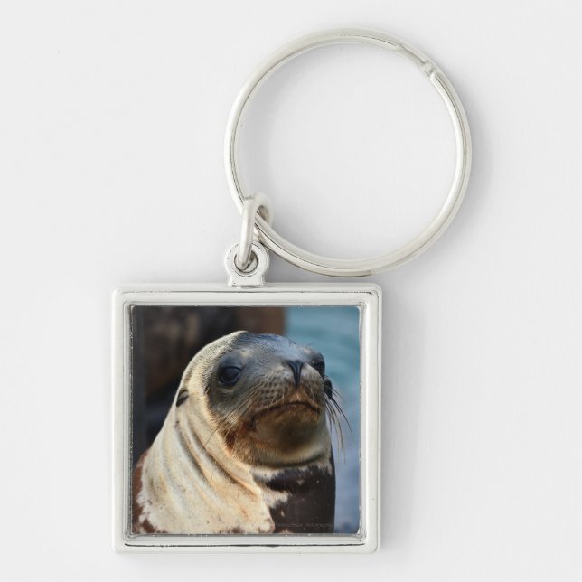 Sea Lion Portrait Keychain (Front)