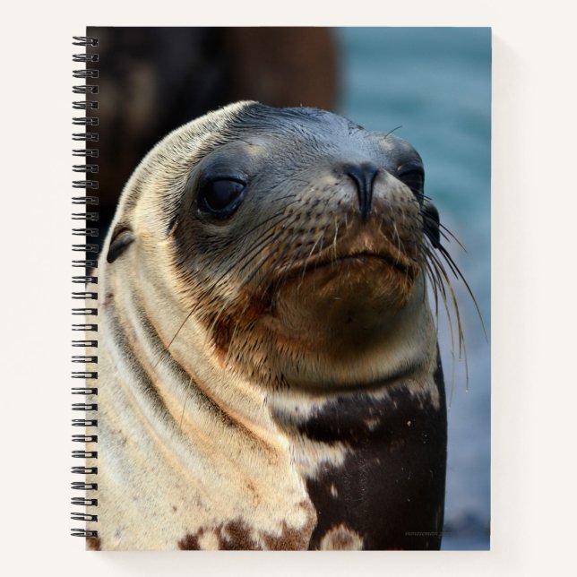 Sea Lion Portrait Notebook (Front)